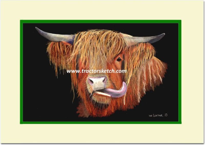 Highland Cow - tractorsketch.com